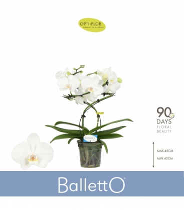 Phalaenopsis