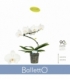 Phalaenopsis