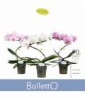 Phalaenopsis