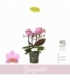 Phalaenopsis