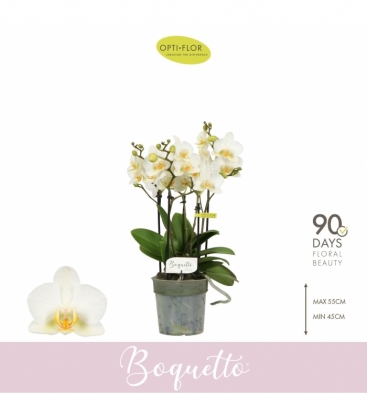 Phalaenopsis