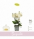 Phalaenopsis