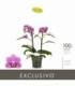 Phalaenopsis