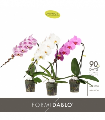 Phalaenopsis