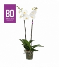 Phalaenopsis