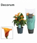 Zantedeschia