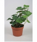 Hedera