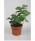 Hedera