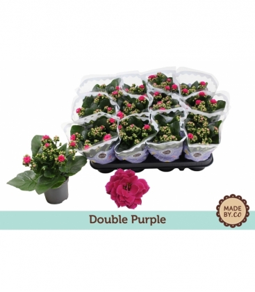 Kalanchoe