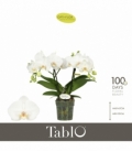 Phalaenopsis