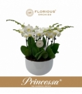 Phalaenopsis