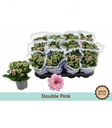 Kalanchoe
