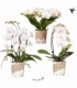 Phalaenopsis