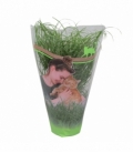 Cyperus