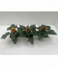 Helianthus