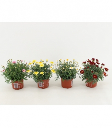 Argyranthemum