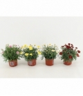 Argyranthemum