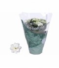 Kalanchoe