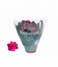 Kalanchoe