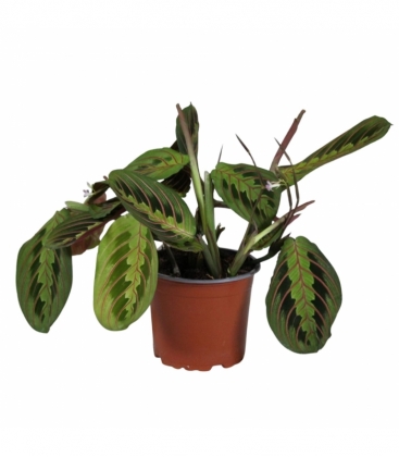 Maranta