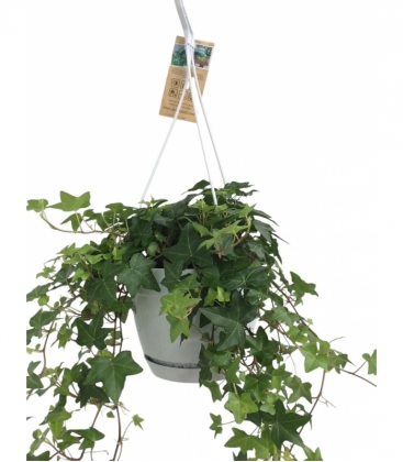 Hedera
