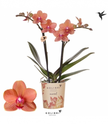 Phalaenopsis
