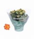 Kalanchoe