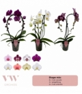 Phalaenopsis