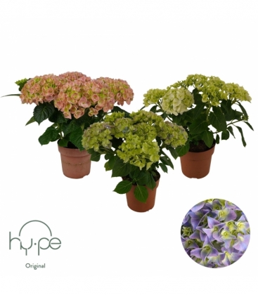 Hydrangea