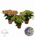 Hydrangea