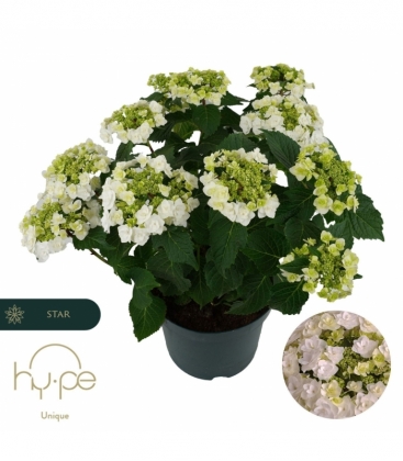 Hydrangea