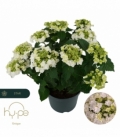 Hydrangea