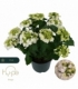 Hydrangea