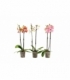 Phalaenopsis