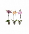 Phalaenopsis