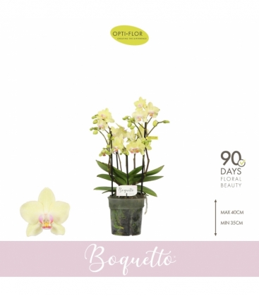 Phalaenopsis