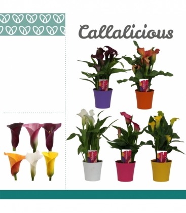 Zantedeschia
