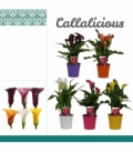 Zantedeschia