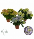 Hydrangea