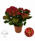 Hydrangea