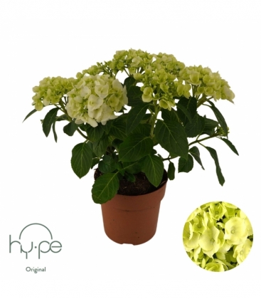 Hydrangea