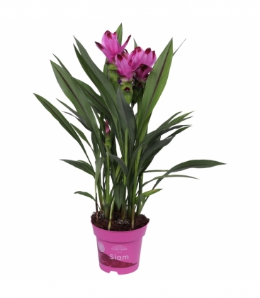 Curcuma