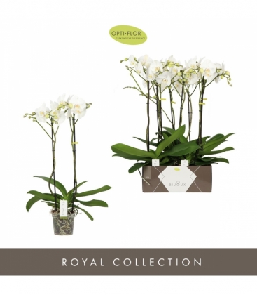 Phalaenopsis