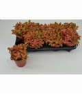 Fittonia