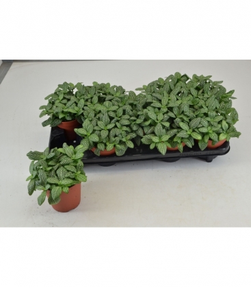 Fittonia