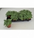 Fittonia