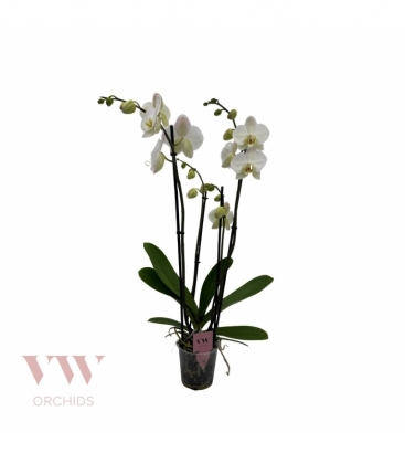 Phalaenopsis