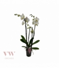 Phalaenopsis