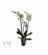 Phalaenopsis