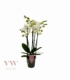 Phalaenopsis
